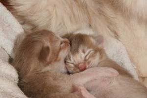 Les deux bébés enlacés