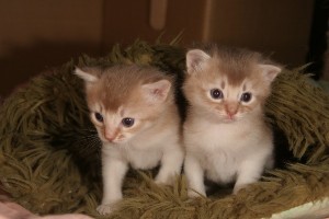 Chabichou and Calisson, 3 weeks old