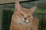 Regard de Bucci