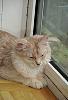 Pompon se repose