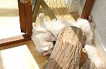 Pompon tourne