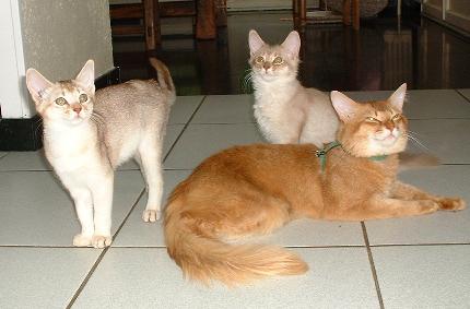 trois chats