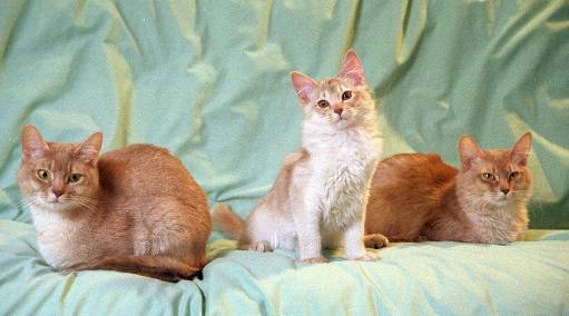 3 chats