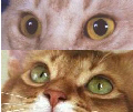 yeux